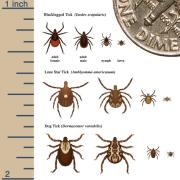 Tick Description