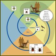 Tick Season